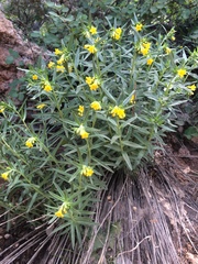 Lithospermum multiflorum