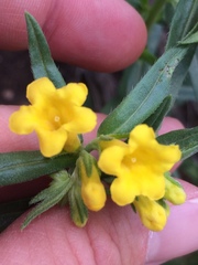 Lithospermum multiflorum