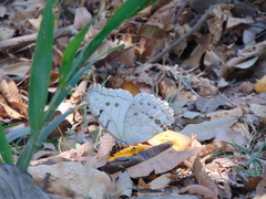 Morpho polyphemus polyphemus