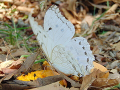 Morpho polyphemus polyphemus