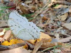 Morpho polyphemus polyphemus