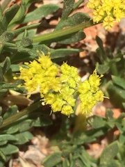 Oreoxis alpina