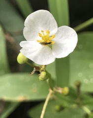 Sagittaria cuneata