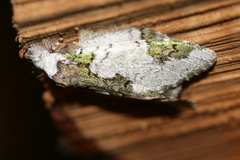 Syntypistis comatus