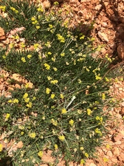 Oreoxis alpina