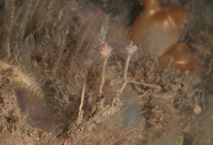 Tubulariidae