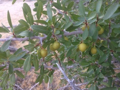 Pseudoziziphus parryi