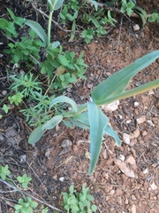 Penstemon leiophyllus