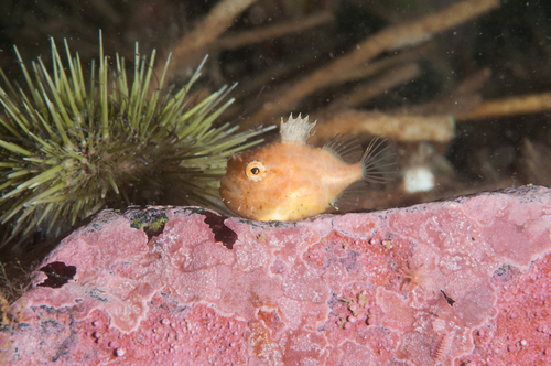 Newfoundland spiny lumpsucker (Eumicrotremus terraenovae) — Cyclopteridae — 5