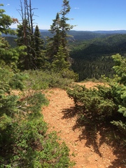 Penstemon leiophyllus