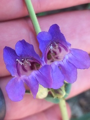 Penstemon leiophyllus