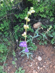 Penstemon leiophyllus