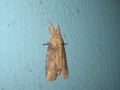 Gadirtha impingens