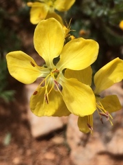 Linum kingii