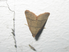 Hypsopygia glaucinalis