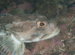 Myoxocephalus octodecemspinosus