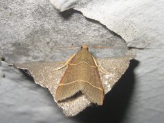 Hypsopygia glaucinalis