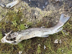 Catostomus catostomus