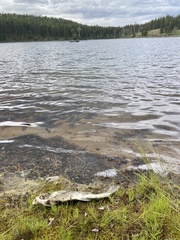 Catostomus catostomus