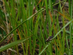 Apiomerus floridensis