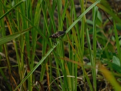 Apiomerus floridensis