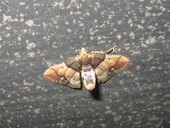 Pyralis pictalis