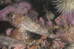 Myoxocephalus