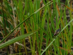 Apiomerus floridensis