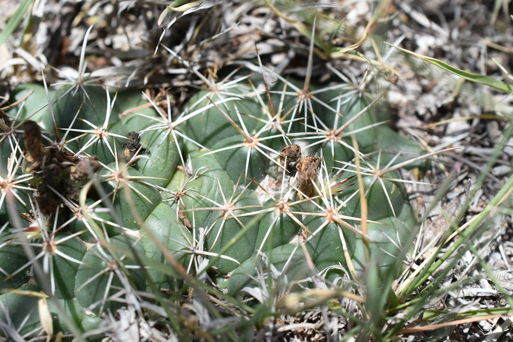 Coryphantha vogtherriana, San Luis Potosí, MX