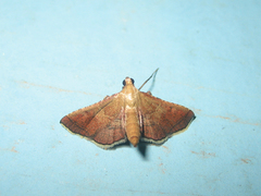 Endotricha theonalis