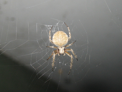 Araneus ventricosus