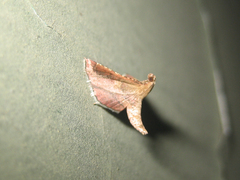 Endotricha theonalis