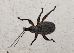 Otiorhynchus rhacusensis