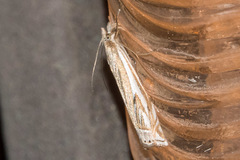 Crambus whitmerellus