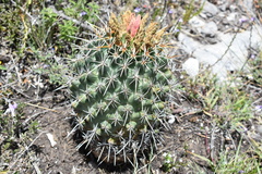 Coryphantha georgii