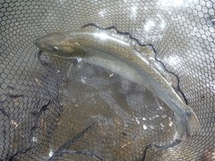 Salvelinus confluentus