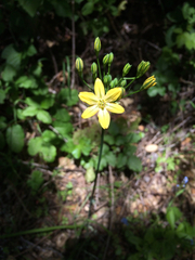 Triteleia ixioides ixioides