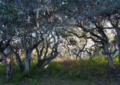 Quercus agrifolia