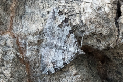 Xanthorhoe abrasaria