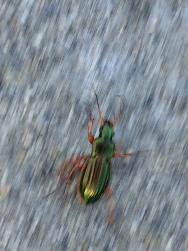 Golden Ground Beetle photo 3