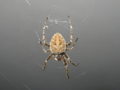 Araneus ventricosus