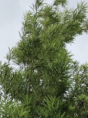 Podocarpus