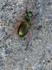 Carabus auratus