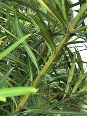 Podocarpus