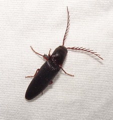 Dicrepidius corvinus