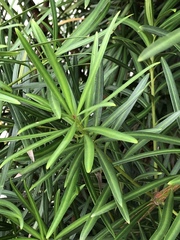 Podocarpus