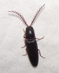 Dicrepidius corvinus