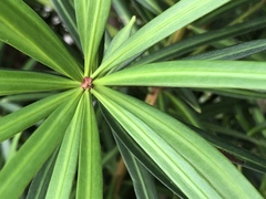 Podocarpus