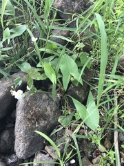 Sagittaria cuneata