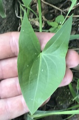 Sagittaria cuneata